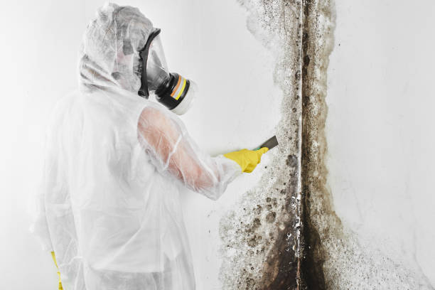 Best Toxic Mold Removal  in Falconer, NY