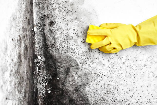 Best Attic Mold Removal  in Falconer, NY