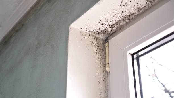 Best Fast Mold Removal  in Falconer, NY