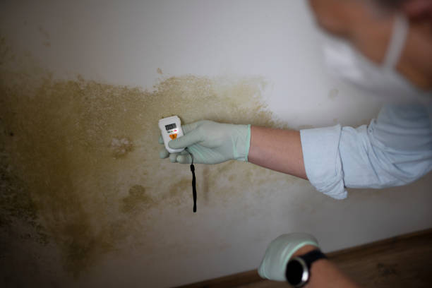 Best Affordable Mold Removal  in Falconer, NY