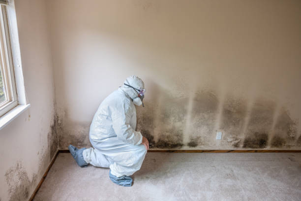 Falconer, NY Mold Removal Company