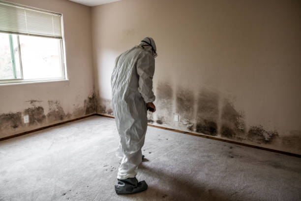 Best Black Mold Removal  in Falconer, NY