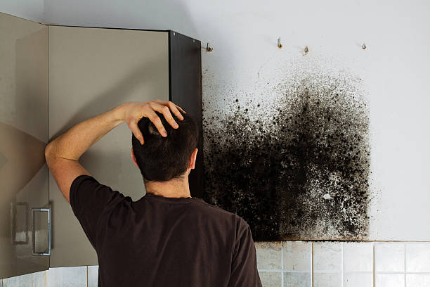 Best Mold Damage Repair  in Falconer, NY