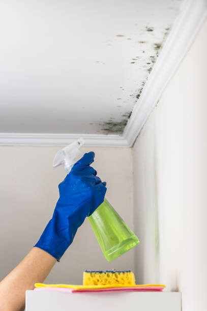 Best Mold Remediation Experts  in Falconer, NY